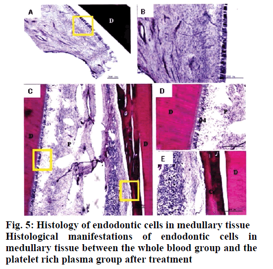 IJPS-rich-plasma