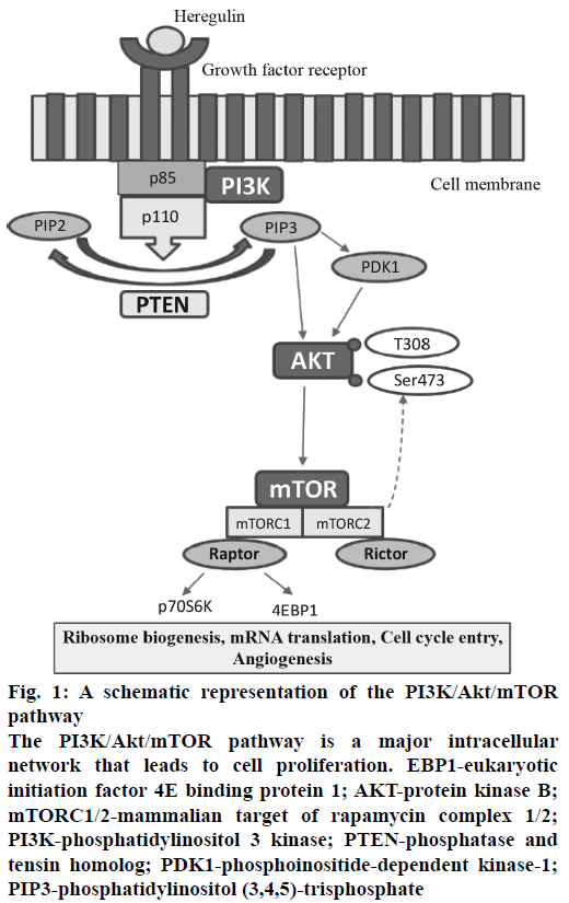 IJPS-schematic-representation