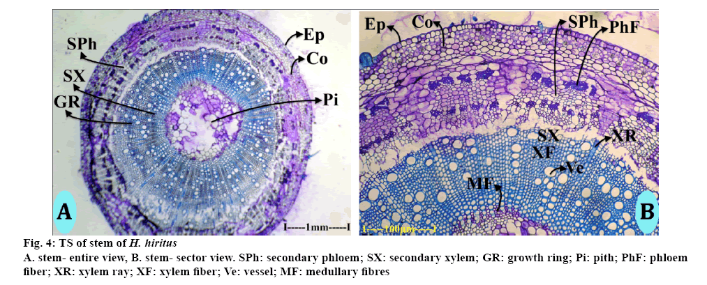 IJPS-secondary-phloem