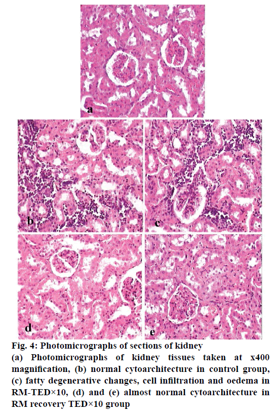 IJPS-sect-ions-kidney