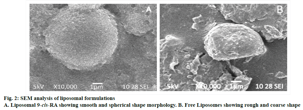 IJPS-shape-morphology