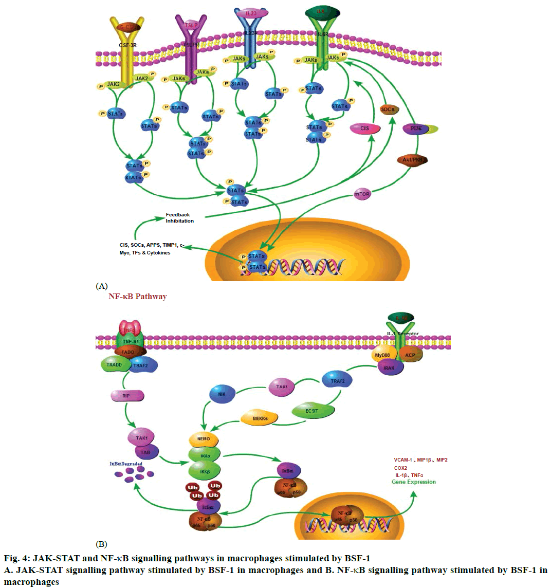 IJPS-signalling-pathway