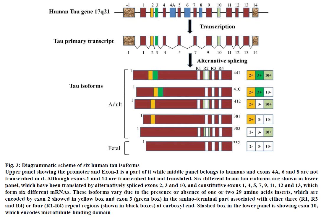 IJPS-six-human-tau-isoforms