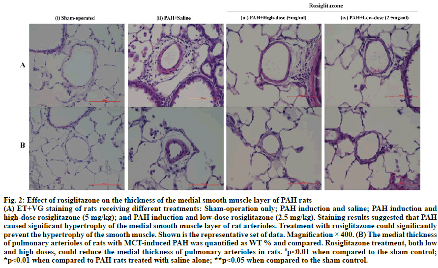 IJPS-smooth-muscle