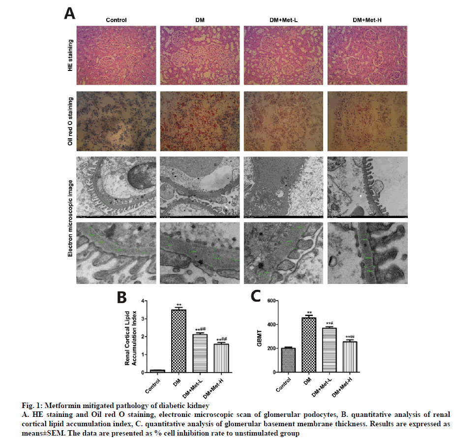 IJPS-staining