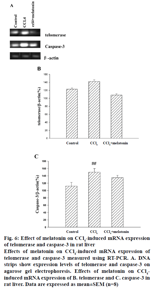 IJPS-telomerase