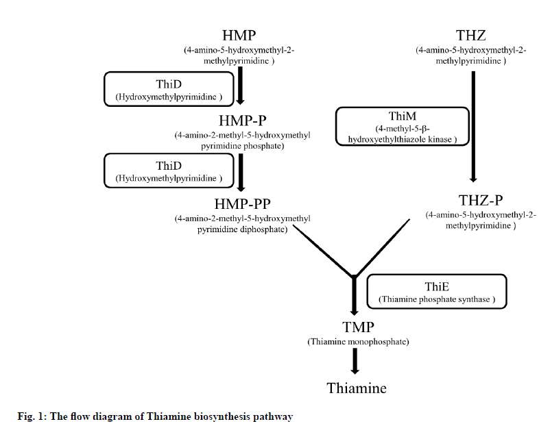 IJPS-thiamine