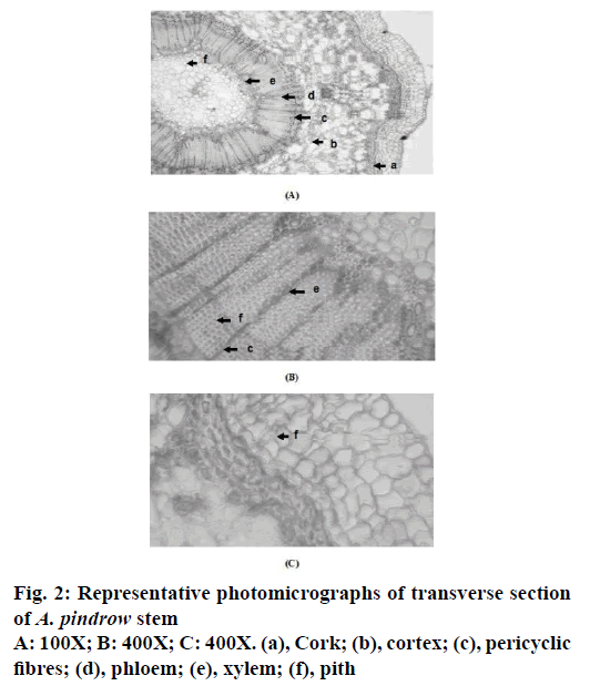 IJPS-transverse-section