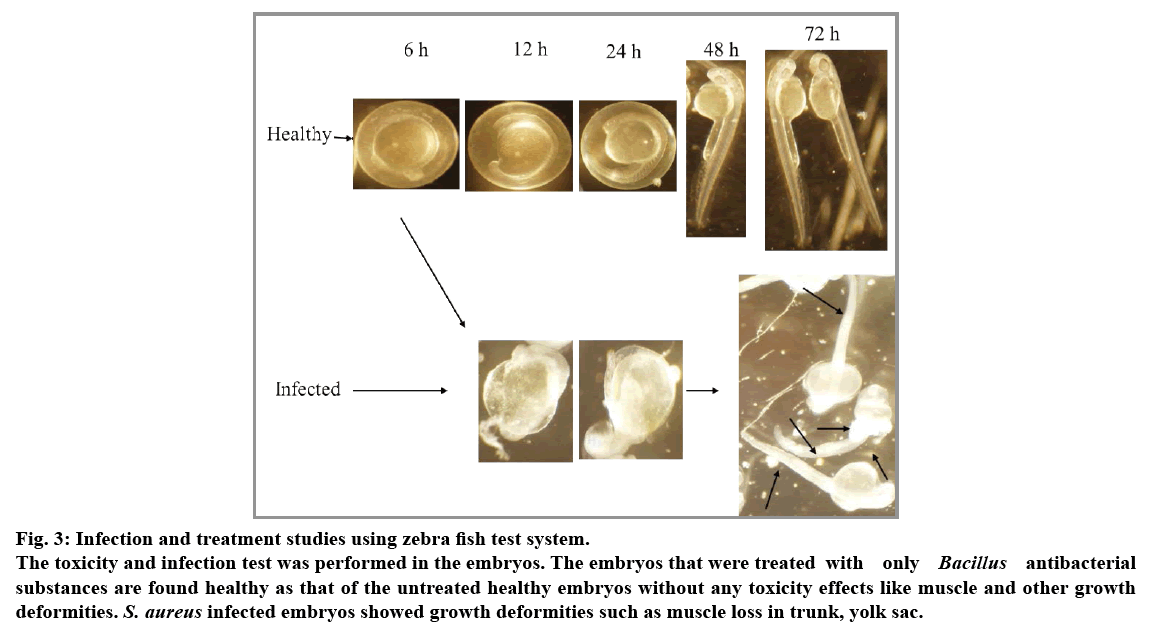 IJPS-treatment-studies-using-zebra