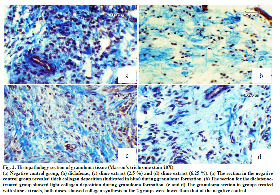 IJPS-trichrome