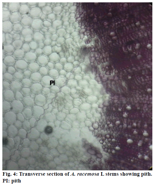 Pharmaceutical-Sciences-showing-pith