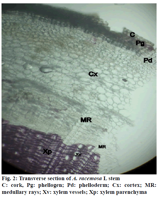 Pharmaceutical-Sciences-xylem-vessels