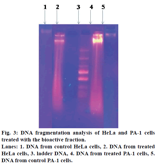 ijps-DNA-fragmentation