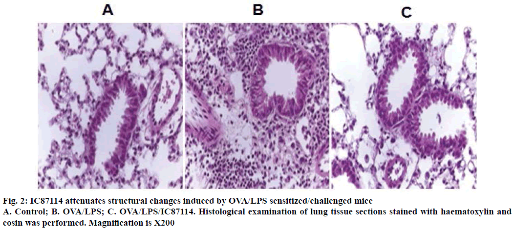 ijps-Histological-examination