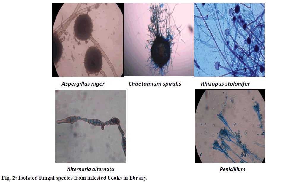 ijps-Isolated-fungal