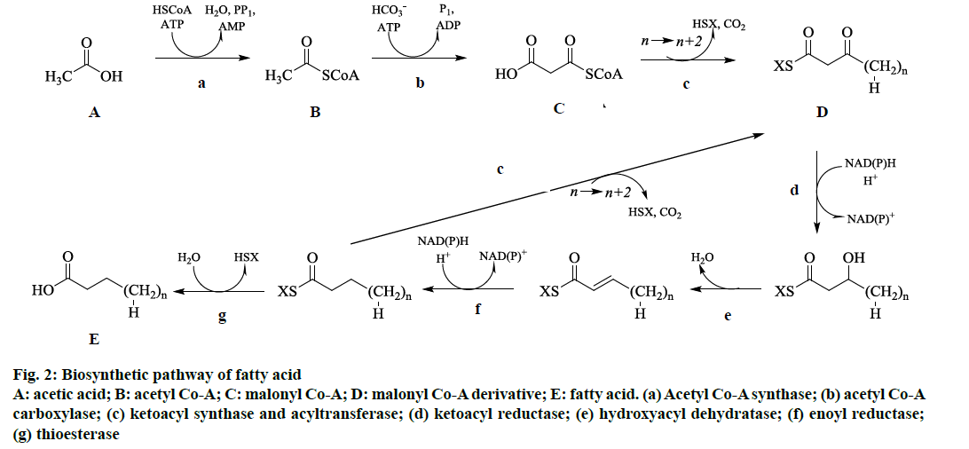 ijpsonline-Biosynthetic-pathway
