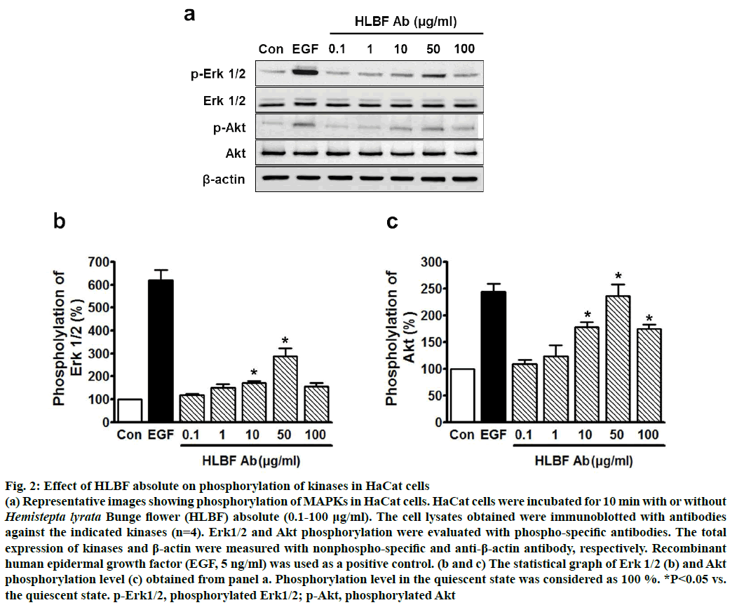 ijpsonline-HaCat-cells