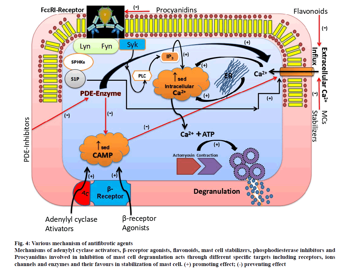 ijpsonline-antifibrotic-agents