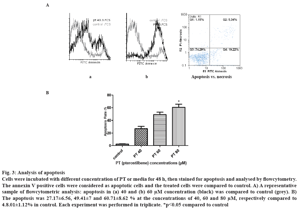 ijpsonline-apoptosis