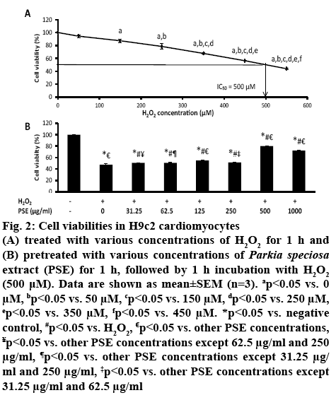 ijpsonline-cardiomyocytes