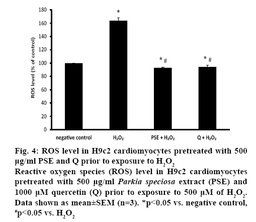 ijpsonline-cardiomyocytes