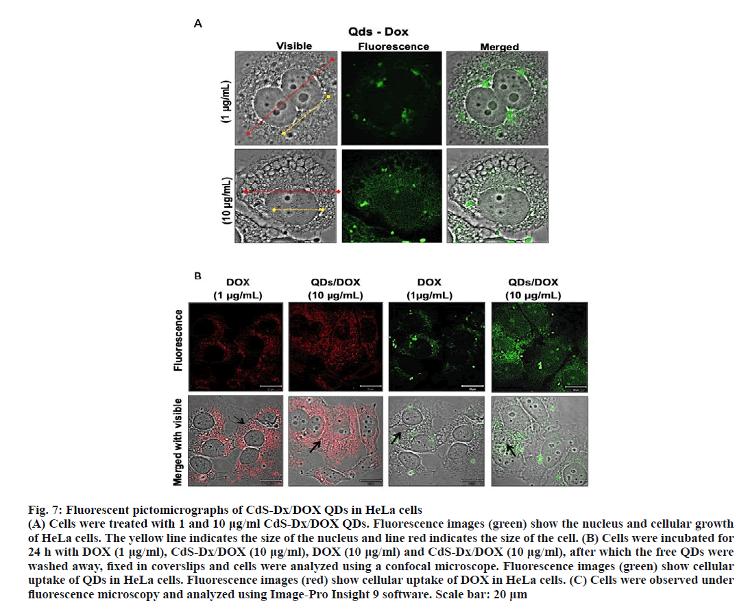 ijpsonline-fluorescence-images