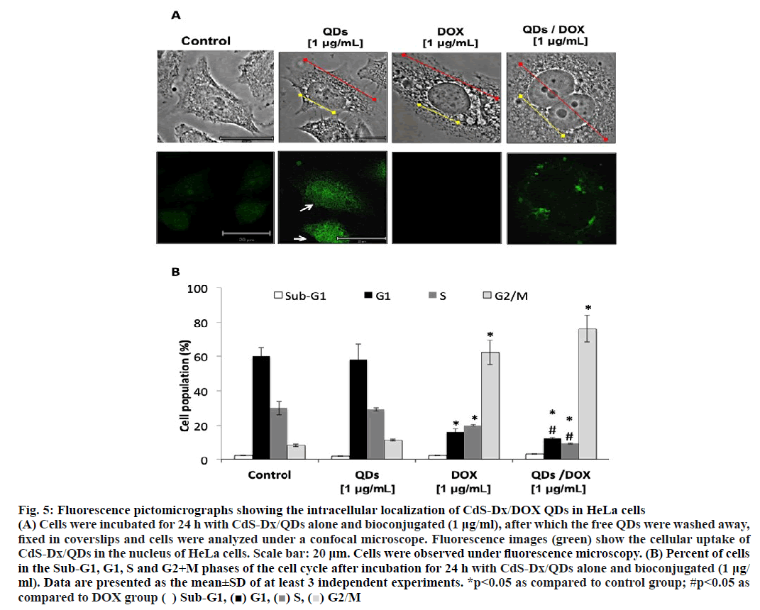 ijpsonline-intracellular-localization