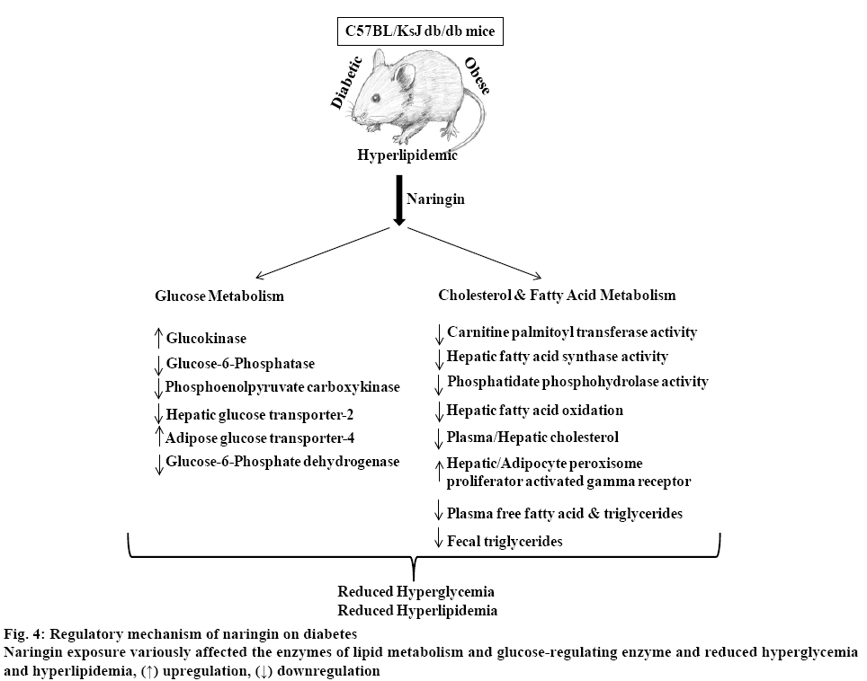 ijpsonline-mechanism