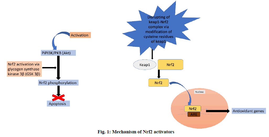 ijpsonline-mechanism-activators