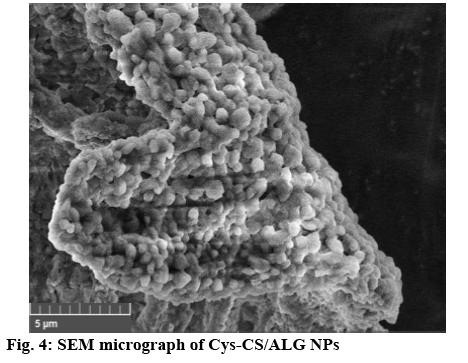 ijpsonline-micrograph