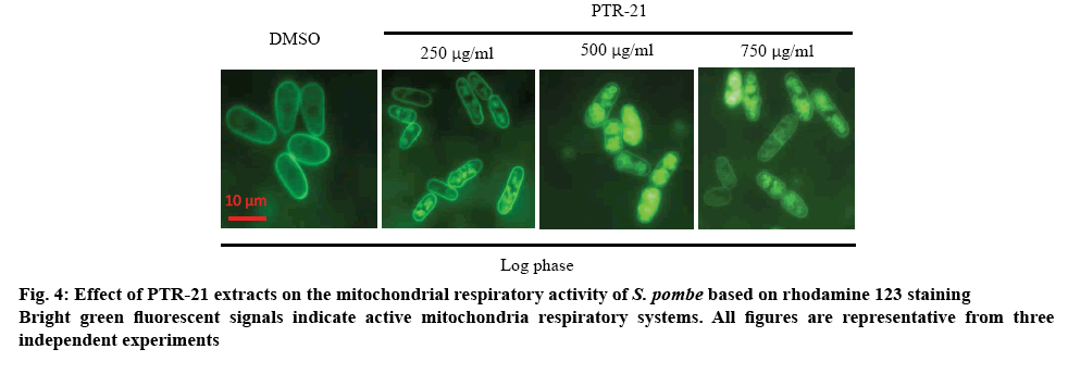 ijpsonline-mitochondrial
