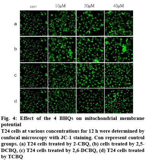 ijpsonline-mitochondrial