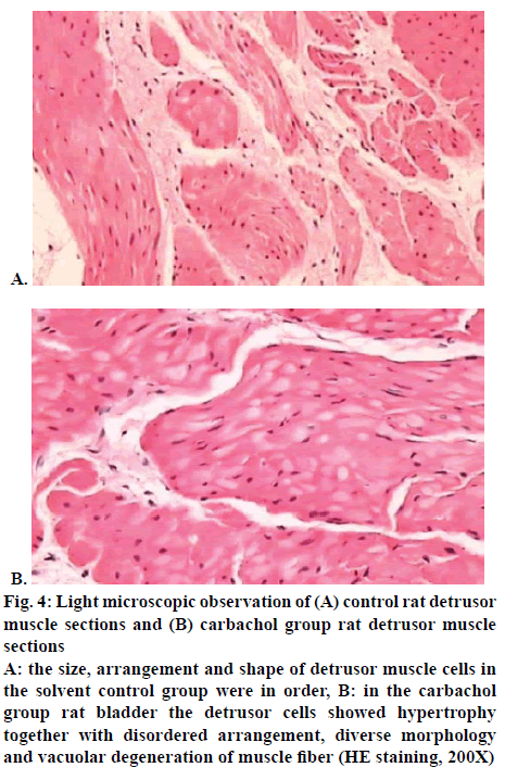 ijpsonline-morphology