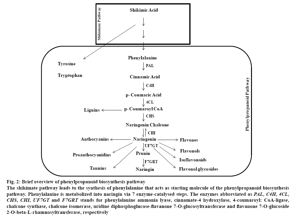 ijpsonline-phenylpropanoid