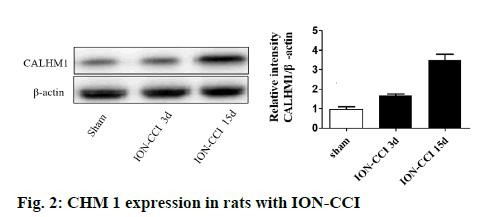 ijpsonline-rats