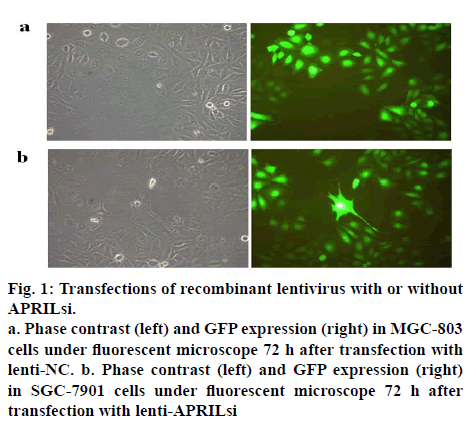 ijpsonline-recombinant