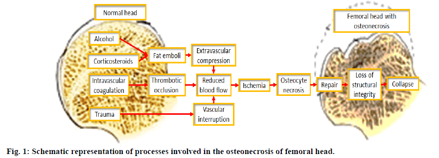 ijpsonline-representation