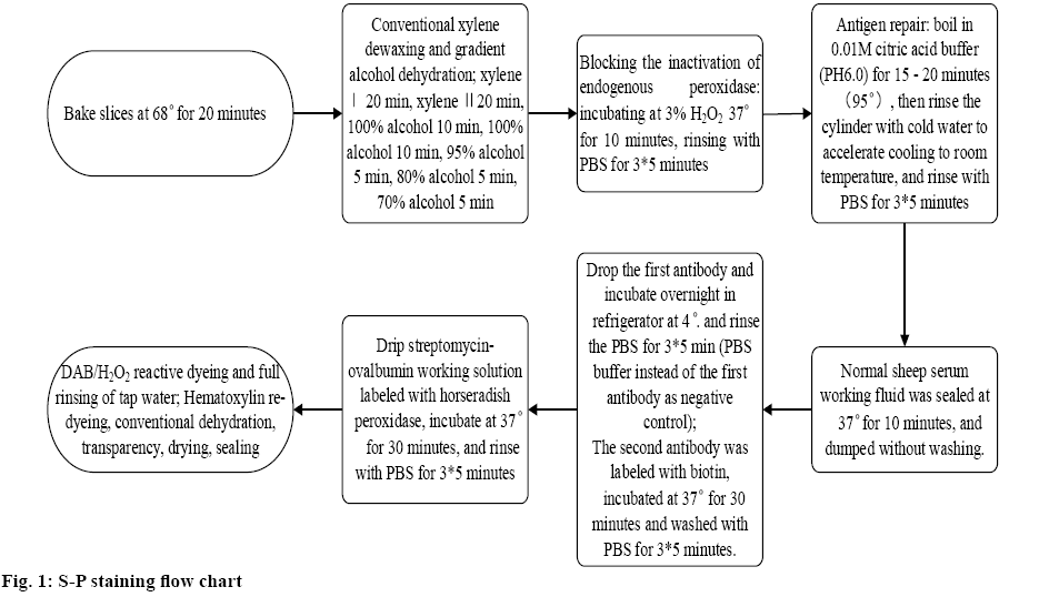 ijpsonline-staining