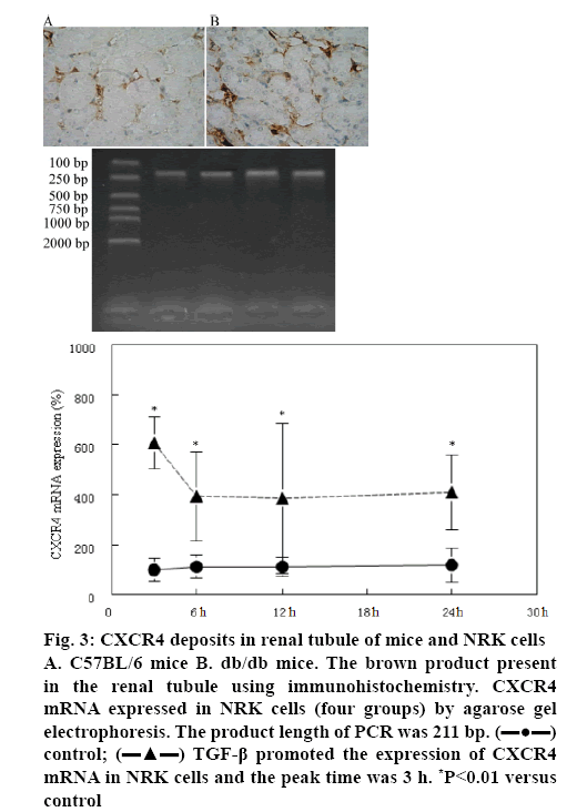 ijpsonline-tubule