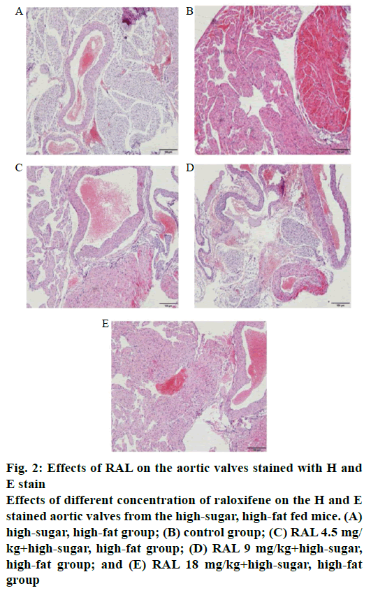 pharmaceutical-sciences-aortic-stained