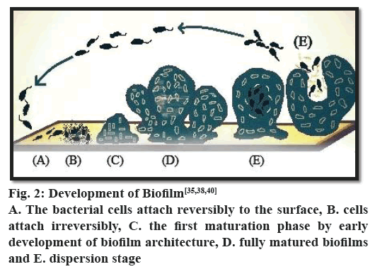 pharmaceutical-sciences-biofilm-bacterial