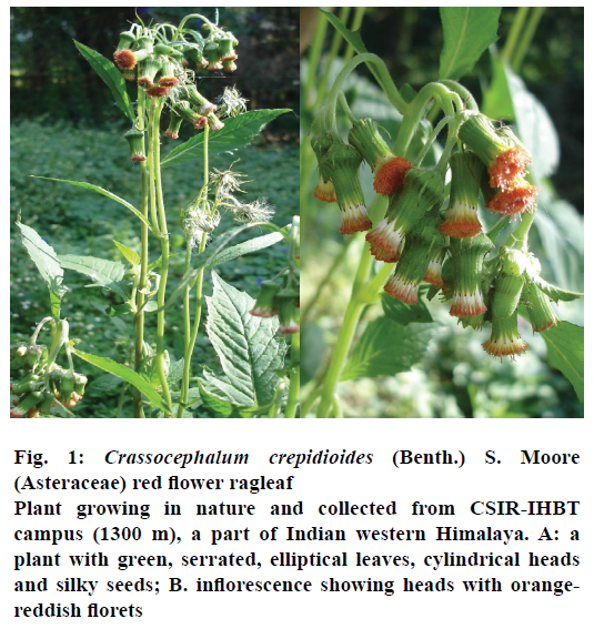 pharmaceutical-sciences-flower-ragleaf