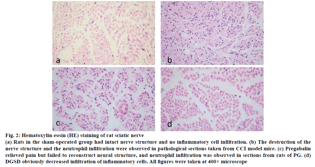 pharmaceutical-sciences-hematoxylin-eosin