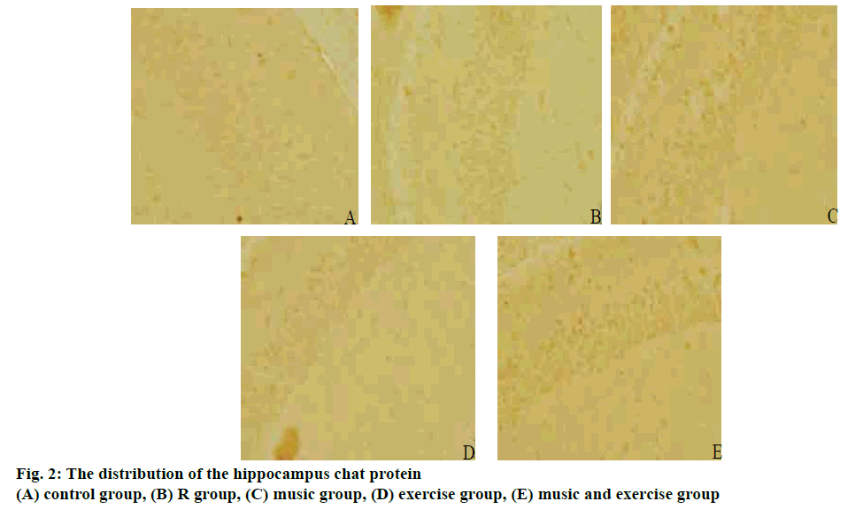 pharmaceutical-sciences-hippocampus-protein