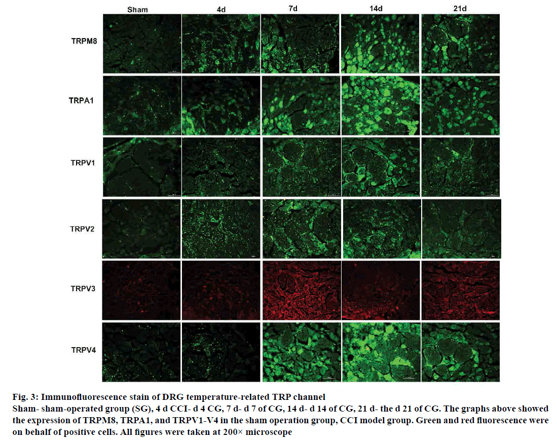 pharmaceutical-sciences-immunofluorescence-stain