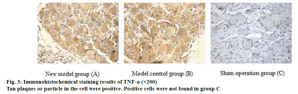 pharmaceutical-sciences-immunohistochemical-staining