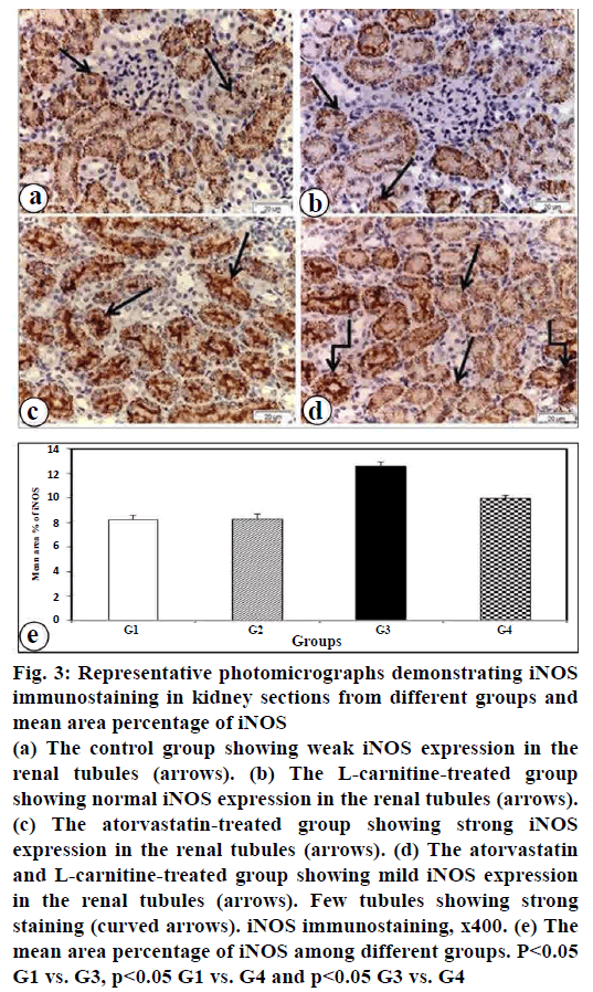 pharmaceutical-sciences-immunostaining-kidney