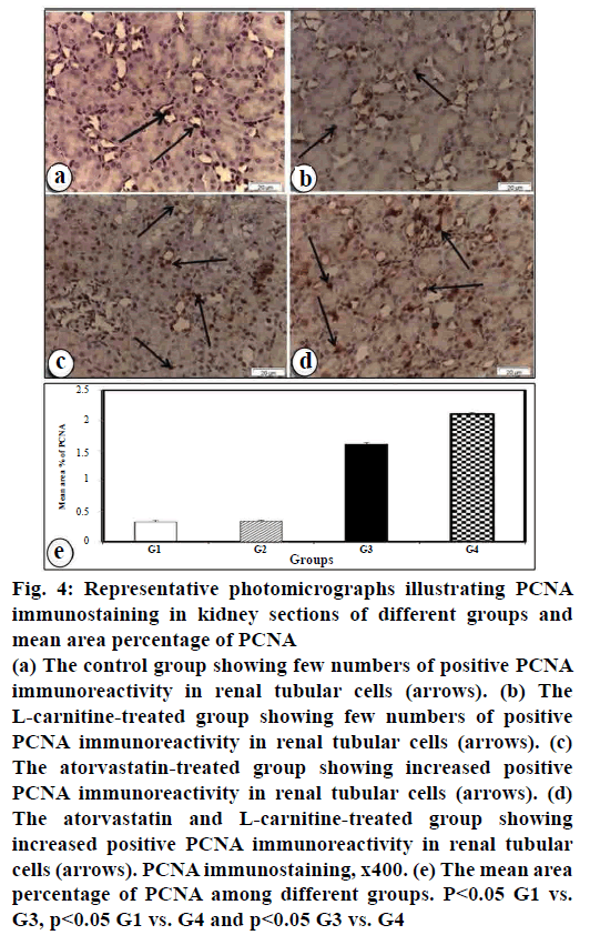 pharmaceutical-sciences-immunostaining-kidney