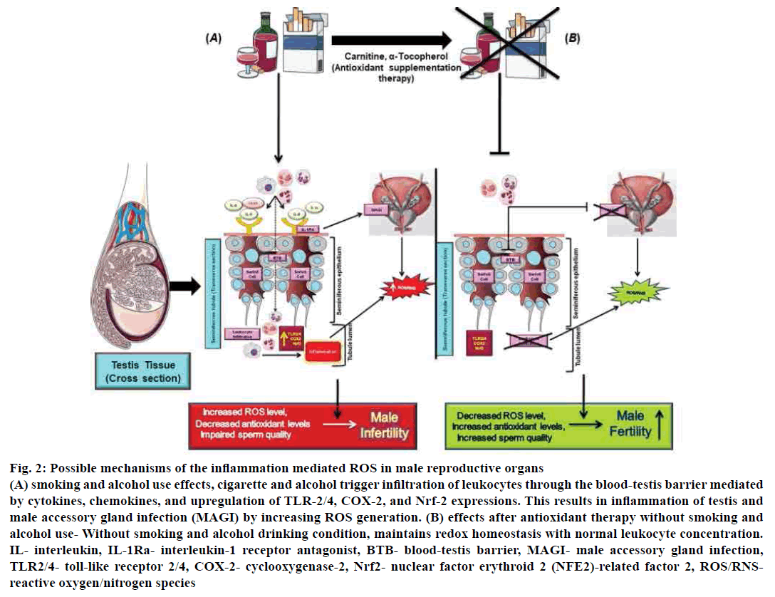 pharmaceutical-sciences-inflammation-reproductive