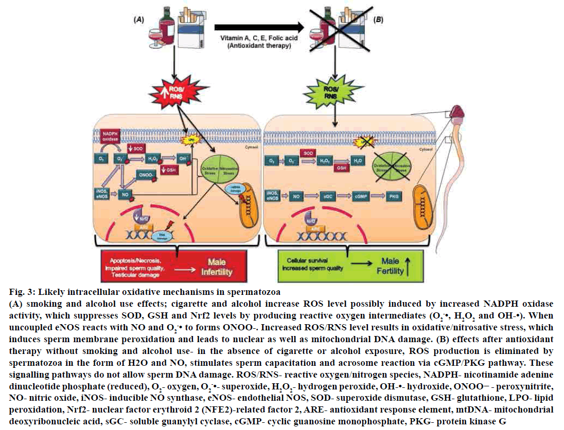 pharmaceutical-sciences-intracellular-oxidative